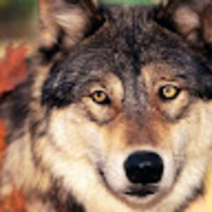 Meet your Posher, Isabella